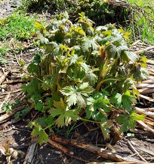 Delphinium elatum