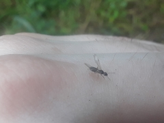 Formicidae