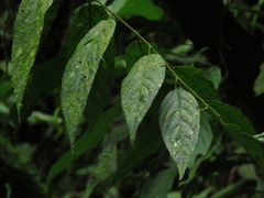 Acalypha diversifolia