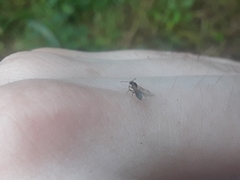 Formicidae