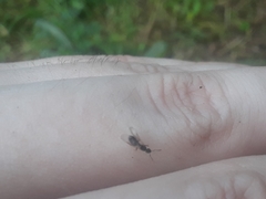 Formicidae