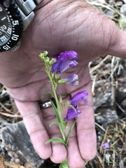 Penstemon neomexicanus