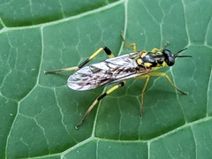 Xylomya tenthredinoides