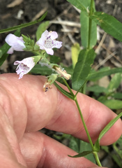 Physostegia angustifolia