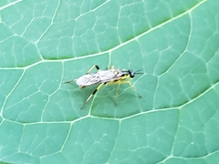 Xylomya tenthredinoides
