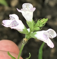 Physostegia angustifolia
