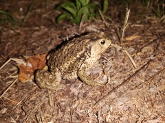 Bufo gargarizans