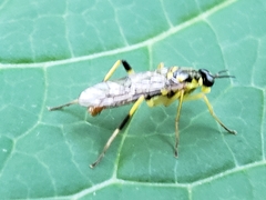 Xylomya tenthredinoides