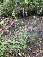 Physostegia angustifolia