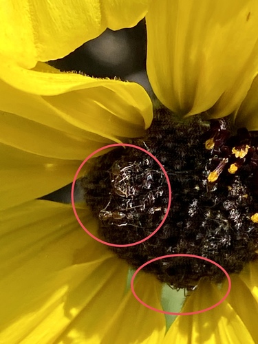iNaturalist observation photo of Argentine Ant