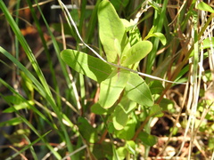 Image of Hypericum virginicum