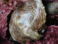 Cryptolithodes sitchensis