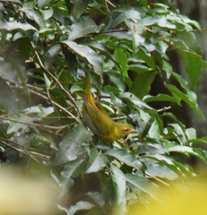 Hemithraupis ruficapilla