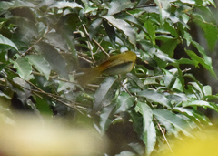 Hemithraupis ruficapilla