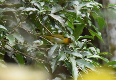 Hemithraupis ruficapilla