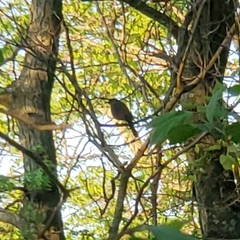 Dumetella carolinensis