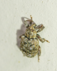 Conotrachelus recessus