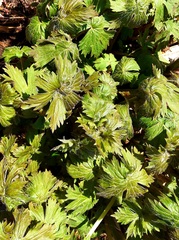 Delphinium elatum
