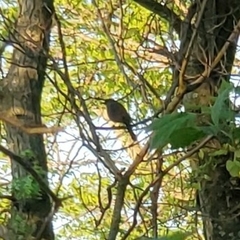 Dumetella carolinensis