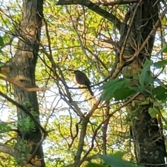 Dumetella carolinensis