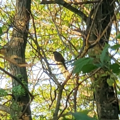 Dumetella carolinensis