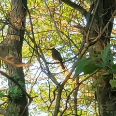 Dumetella carolinensis