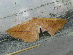 Striglina cancellata