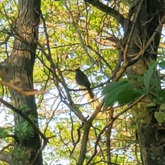 Dumetella carolinensis