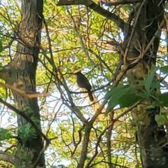 Dumetella carolinensis