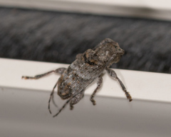 Ecyrus