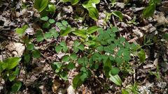 Thalictrum revolutum