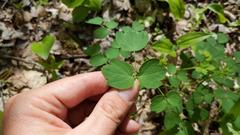 Thalictrum revolutum