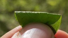 Thalictrum revolutum