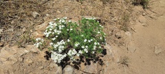 Leptosiphon floribundus glaber