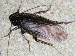 Periplaneta japonica