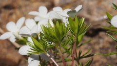 Leptosiphon floribundus glaber
