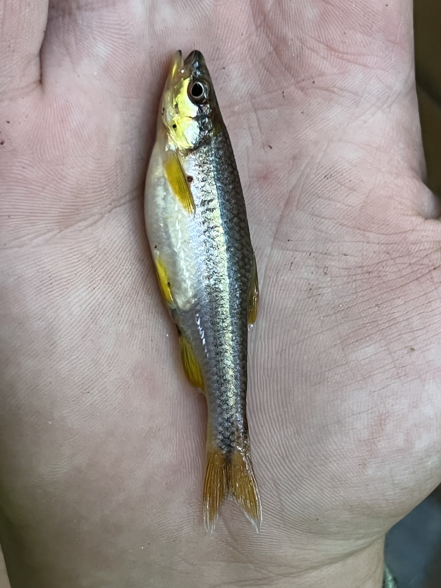 Notropis Lutipinnis (jordan & Brayton, 1878)