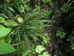 Carex hamata