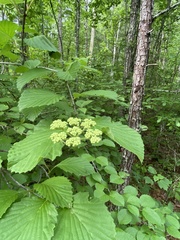Viburnum alabamense