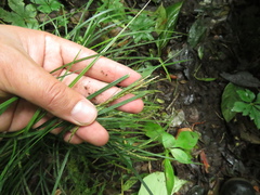 Carex hamata