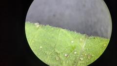 Thalictrum revolutum