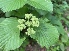 Viburnum alabamense