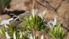 Leptosiphon floribundus glaber