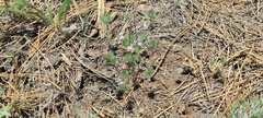 Leptosiphon ciliatus