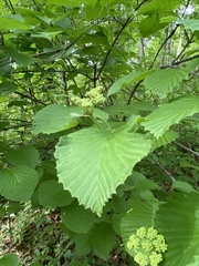 Viburnum alabamense