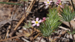 Leptosiphon ciliatus