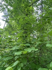 Viburnum alabamense