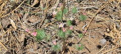 Leptosiphon ciliatus