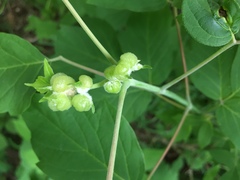 Contarinia negundinis