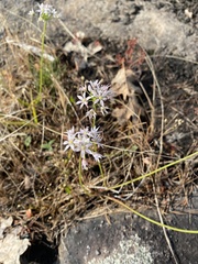 Allium speculae
